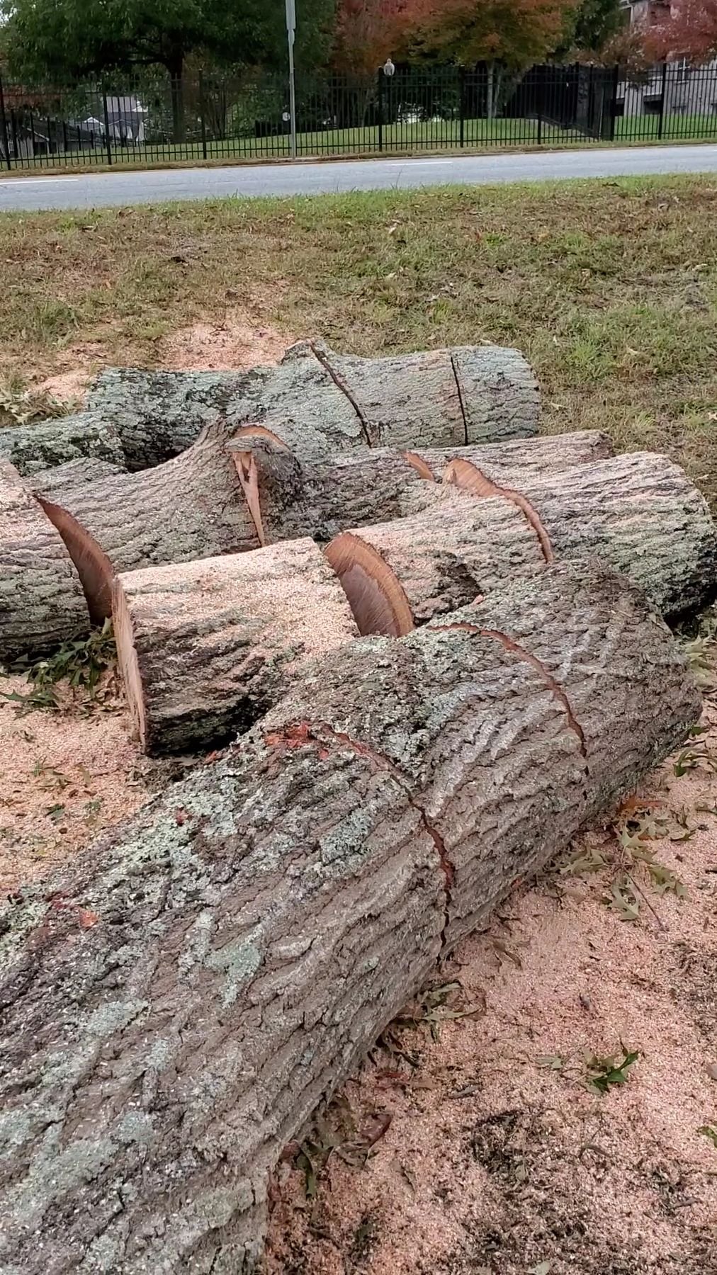 Several large hardwood log rounds staged on the grass beside a roadside fence