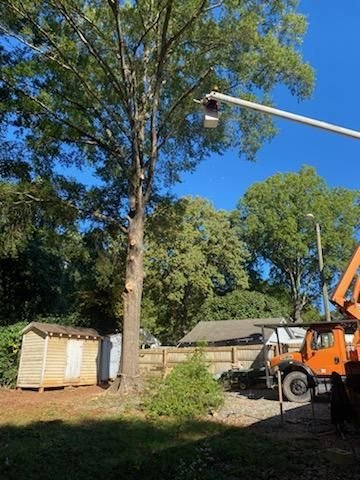 Bucket boom reaching into a tall tree beside a small storage shed
