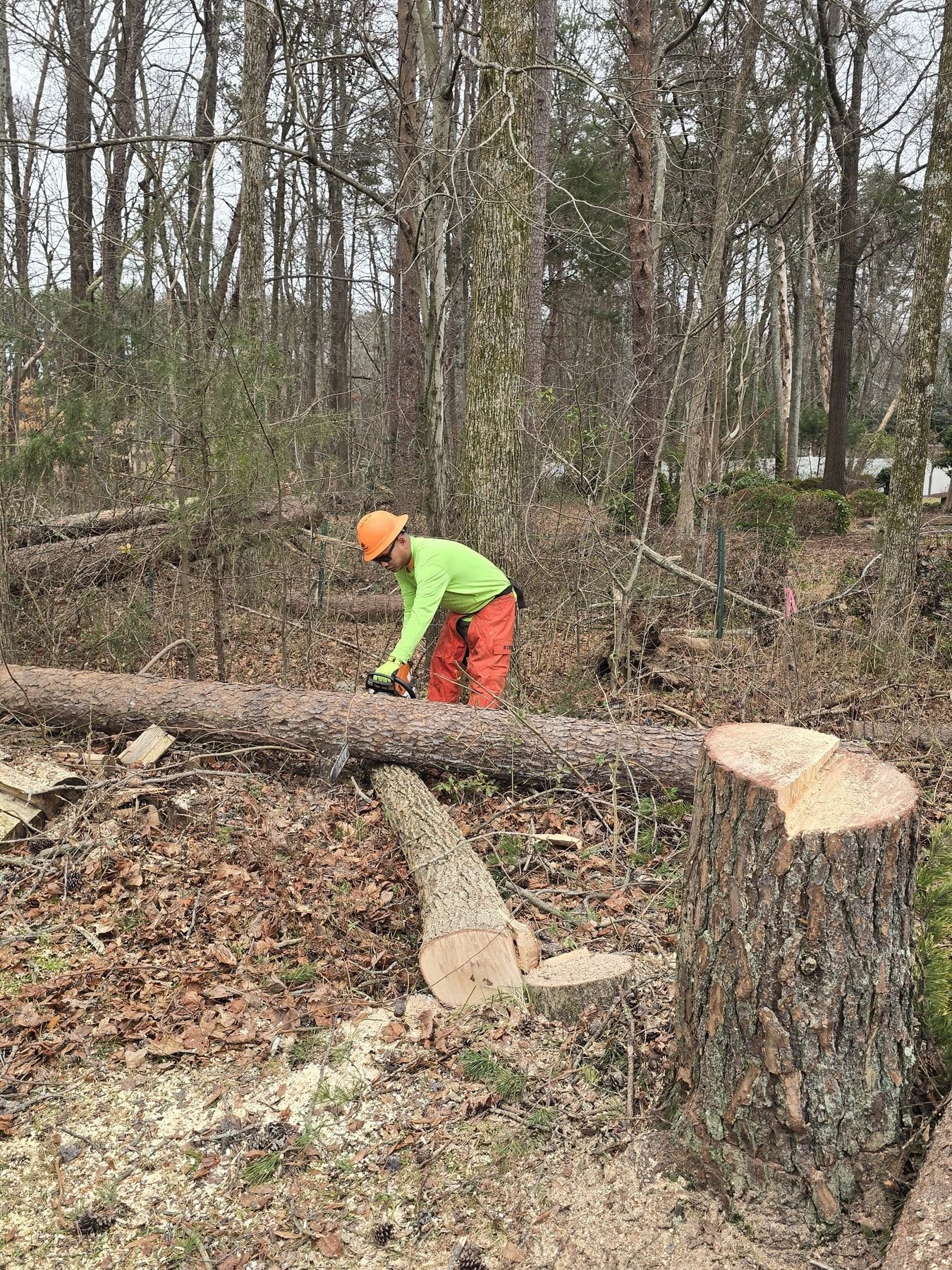 Climber in an orange hard hat bucking a fallen pine trunk in bare winter woods