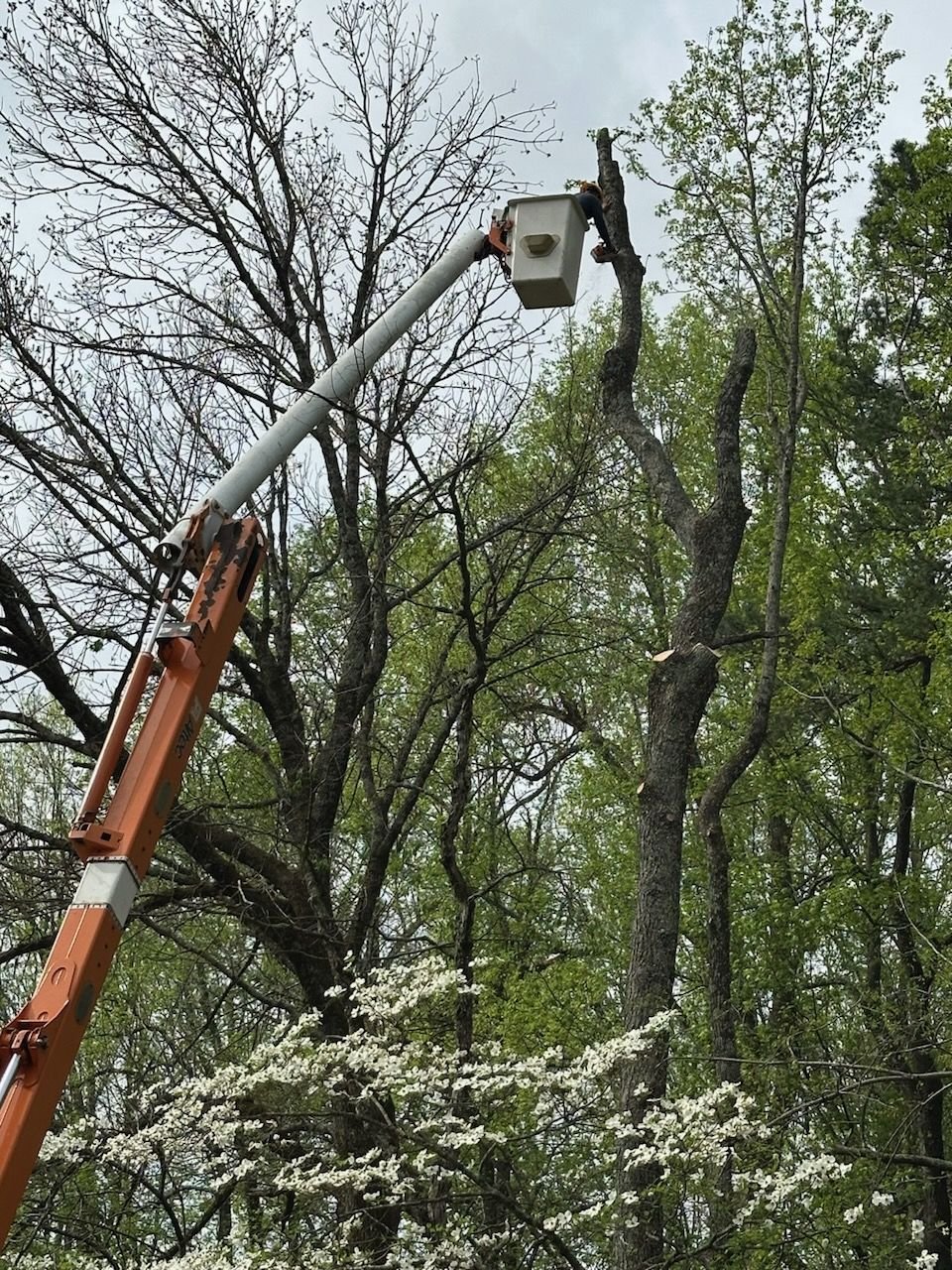 Worker in the bucket trimming high in a leafy canopy above blooming dogwoods