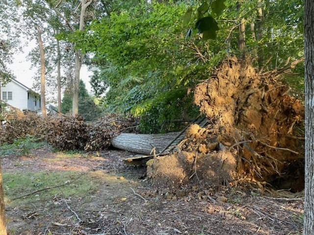Uprooted hardwood tree lying across a backyard with its rootball torn up and exposed