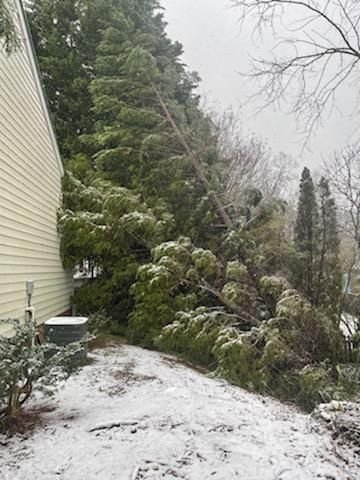 Snapped evergreen leaning against the side of a house after a snowstorm