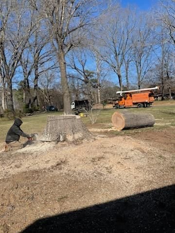 Crew member working at a cut stump with the trunk sections stacked behind