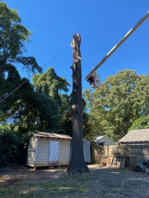 Bucket boom reaching a stub-cut dead spar beside a small shed and privacy fence