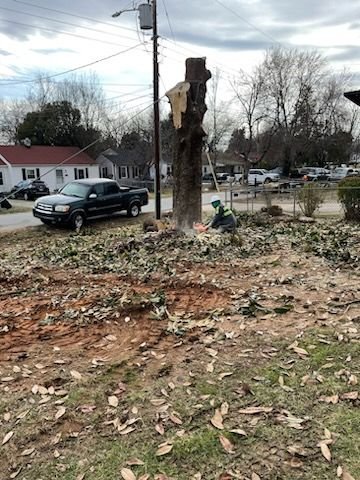 Freshly cut stump with bark peeled back, chainsaw work finishing near a truck on the street