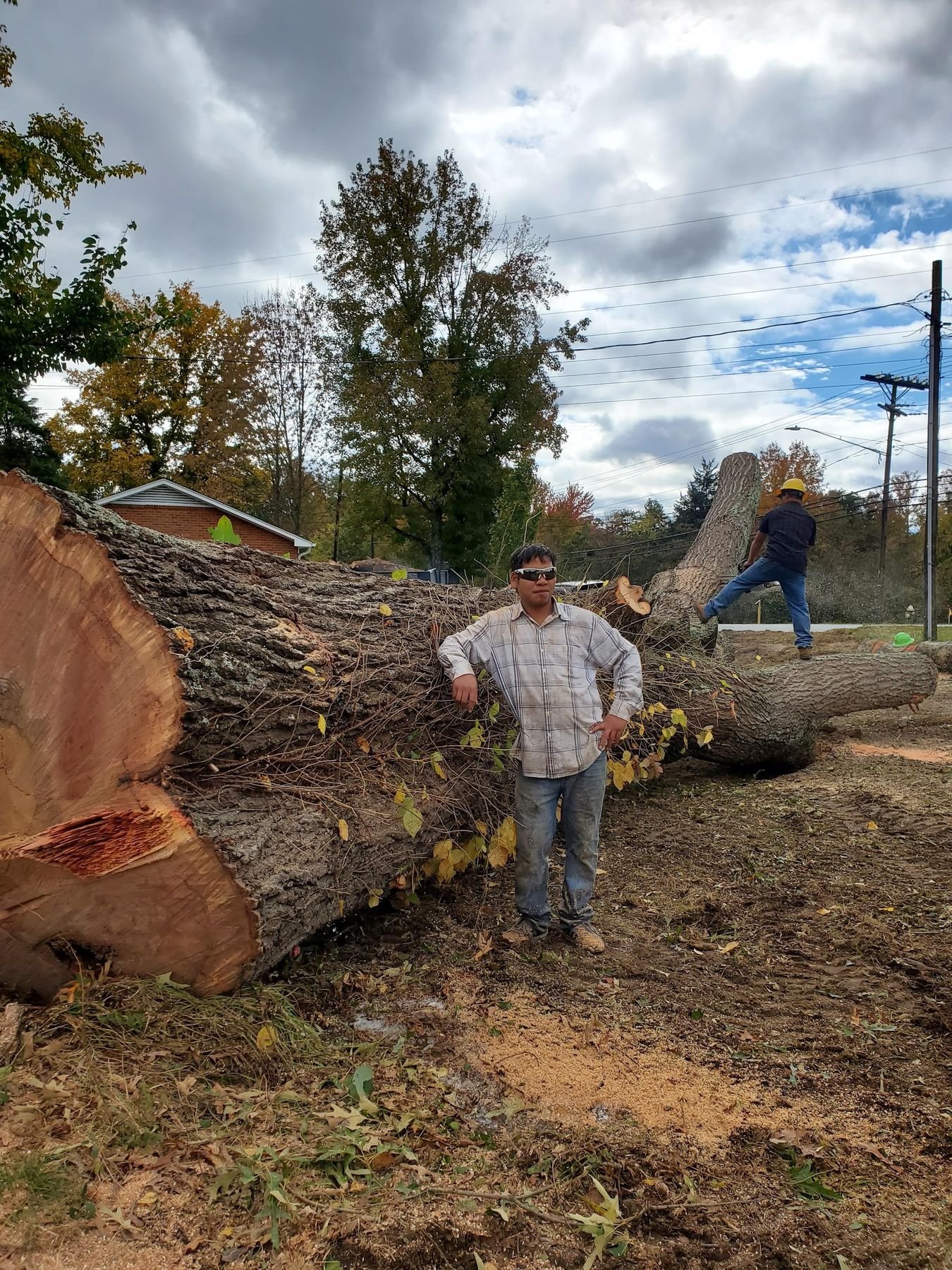 Crew member resting against a large cut oak trunk while a coworker saws a downed section behind him