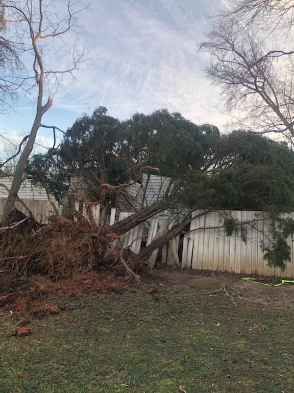 Uprooted evergreen fallen over a wooden fence with its full rootball exposed