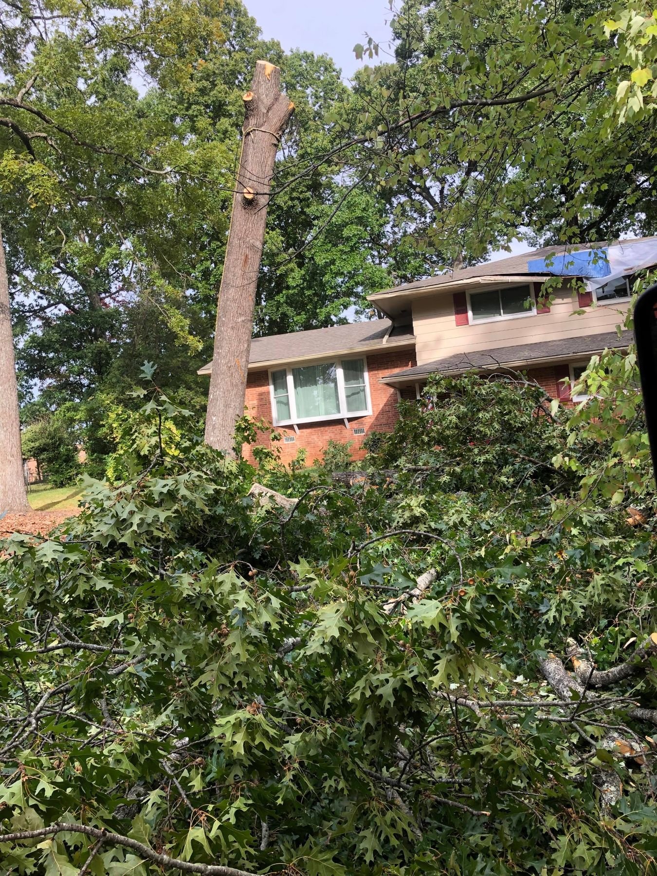 Storm-snapped oak trunk still standing beside a brick house with a tarp on the roof