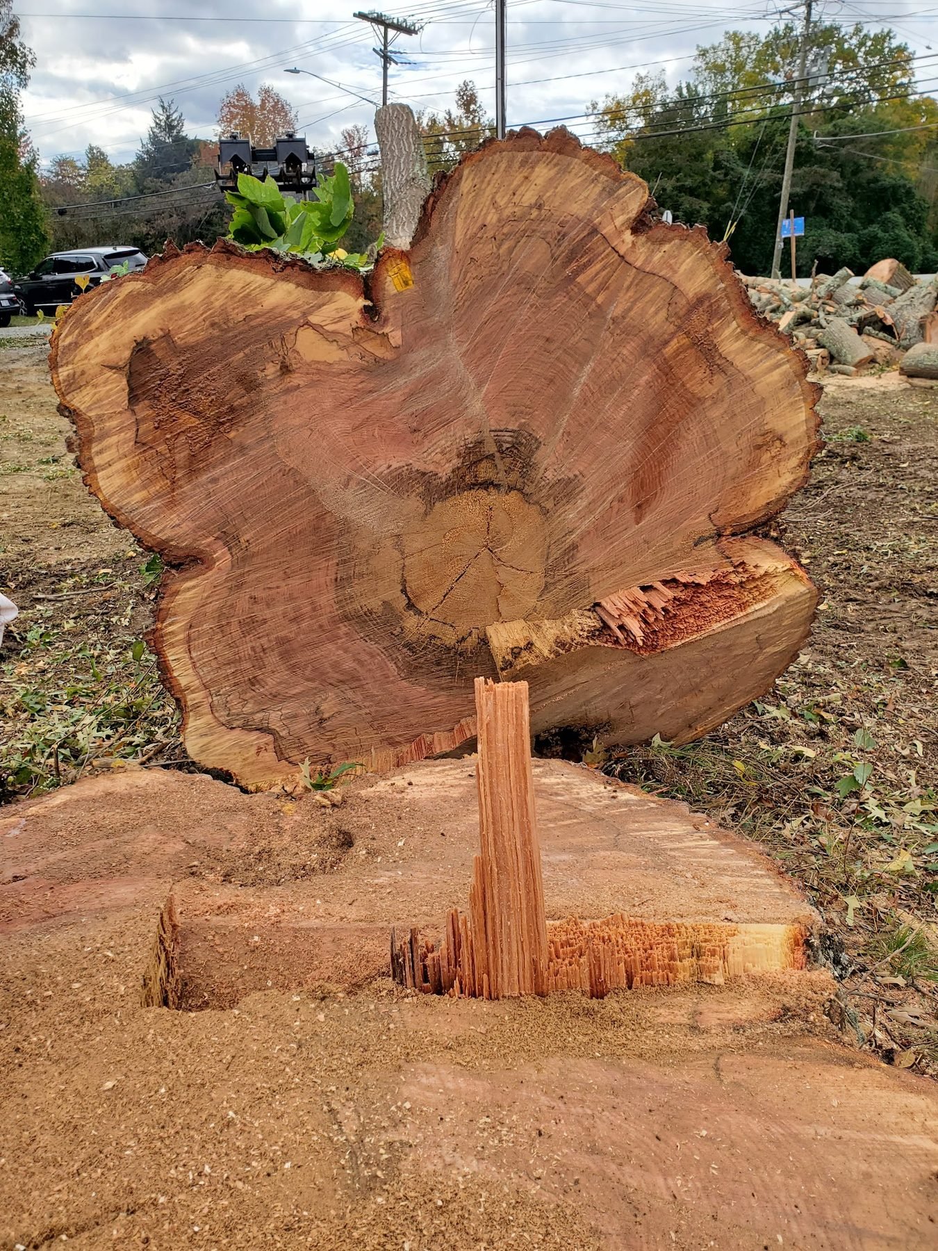 Cut face of an oversized hardwood showing how wide the trunk ran